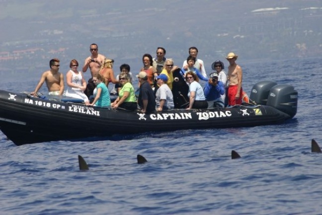 Hammerhead Sharks off Big Island Hawaii